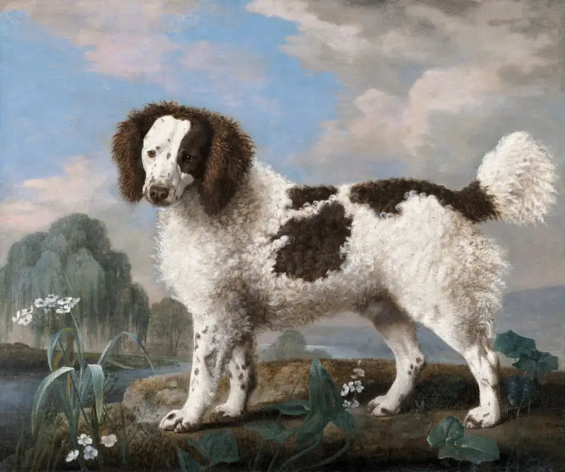 Brown and White Norfolk or Water Spaniel by George Stubbs